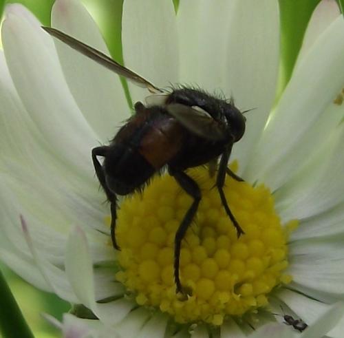 Besseria sp.